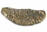 Woolly Mammoth Lower M Molar - North Sea Deposits #298470-4